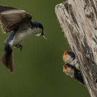 Tree Swallow feeding chicks at their nest