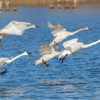 Trumpeter Swans flying in for a landing on a lake, their long necks and beating wings reflected in rippled blue water