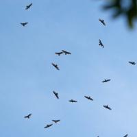 Dozens of Turkey Vultures soaring together in a blue sky