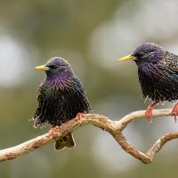 Two European Starlings perched on slender branch