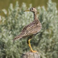 Upland Sandpiper