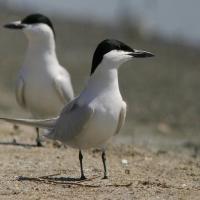 A pair of white birds with gray backs and black heads and beaks stand looking in opposite direction while standing at a shoreline