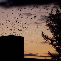 Vaux's Swifts circling chimney roost