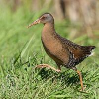 Virginia Rail high-stepping