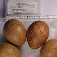 Display at the Western Foundation of Vertebrate Zoology, of peregrine falcon eggs collected in 1950 