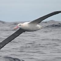 Un albatros viajero volando sobre el mar