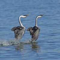 Pair of Western Grebes doing their courtship "water ballet", wings outstretched as they they go across the water, running on the surface side by side