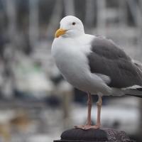 Western Gull