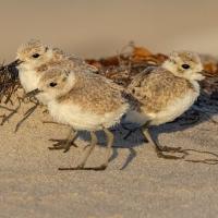 Three Western Snowy Plover chicks standing on sandy beach in sunlight