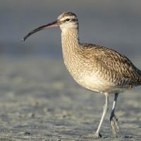 A Whimbrel walks along sandy ground