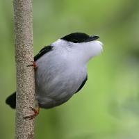 Male White Bearded Manikin holding onto a vertical branch, the bird's white throat feathers puffed out during courtship display