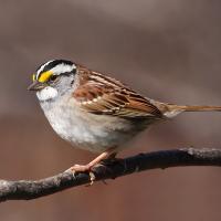 White-throated Sparrow