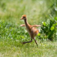 Whooping Crane chick running across sunlit grass