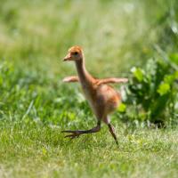 Whooping Crane chick running across sunlit grass