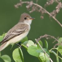 Willow Flycatcher sits on a leafy branch, and faces to the viewers' right