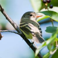 A juvenile Willow Flycatcher perched amidst greenery in partial sunlight