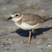 A female Wilson's Plover stands in sunlight, one leg tucked up beneath her. 