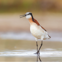 Wilson's Phalarope shouts orders