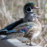 Pair of Wood Ducks