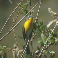 Yellow-breasted Chat perching