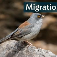 Yellow-eyed Junco standing on a rock, displaying right profile showing grey head, brownish back and wings, and bright yellow eye.