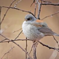 Yellow-eyed Junco