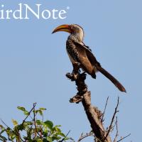 A Southern Yellow-billed Hornbill is perched on a tree against a blue background; the BirdNote logo is in the top-left corner