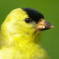 American Goldfinch