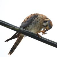 American Kestrel