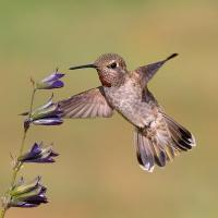 Anna's Hummingbird