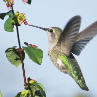 Anna's Hummingbird