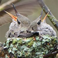 Anna's Hummingbird