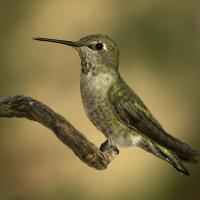 Anna's Hummingbird