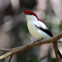 Araripe Manakin