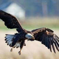 4th-year Bald Eagle