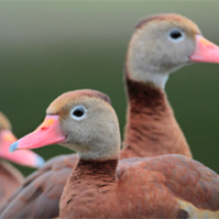 Black-bellied Whistling Duck