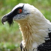 Bearded Vulture