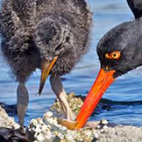 Black Oystercatchers