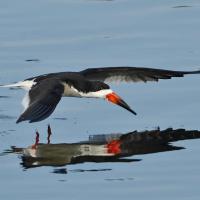 Black Skimmer