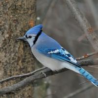 Blue Jay