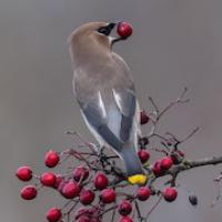 Cedar Waxwing