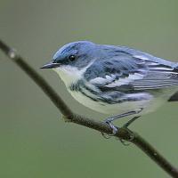 Cerulean Warbler