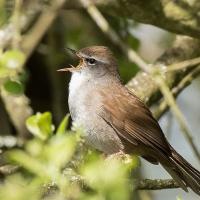 Cettis Warbler