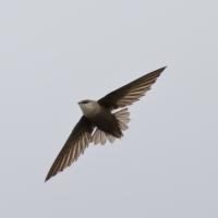 Chimney Swift in flight