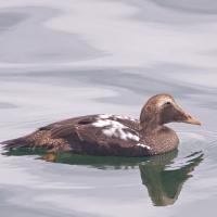 Common Eider