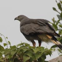 Crane Hawk perched in tree top