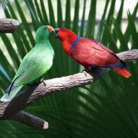 Eclectus Parrots