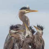 Great Blue Heron