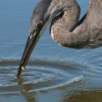 Great Blue Heron