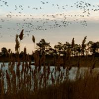 Geese in flight over a marsh